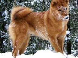 karelo-finnish_laika_20211207_1768416179